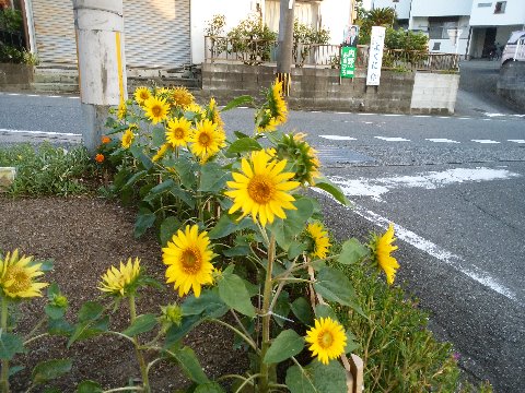 これは春日公園ではなくて途中の道ばたですが、ミニヒマワリが元気に咲いています。