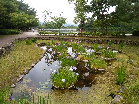 行き先は、ちょっと目先を変えて久しぶりに白水大池公園へ。アヤメ？がきれいでした。去年だったか、アヤメとショウブとカキツバタの見分け方を調べましたが、今年は横着します･･･