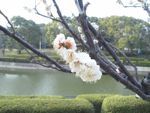 春日公園の周回路も，ご無沙汰している間に白梅がもう満開です．