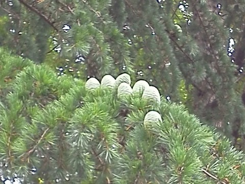 この写真は，公園内のヒマラヤスギの実，まあ松ぼっくりですね．子供の握りこぶしくらいの大きさはあります．今年は去年よりずいぶんたくさん見られます．