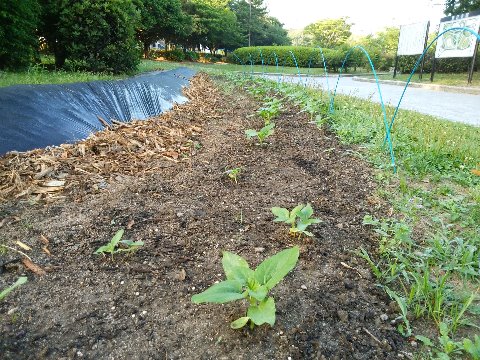 さて本の写真ばかりが続いてもクレームが来そうなので、また春日公園の近況報告です。 これまでにも何度かご紹介した周回路脇の花壇です。少し前から、また何かが植えられて黒いシートでカバーされているのは知っていたのですが、どうやらその横にも別の花が植えられていたようです。 今回は何も表示がないし、素人の私では花が咲くまで正体が分かりません。まあそれも楽しみです。
