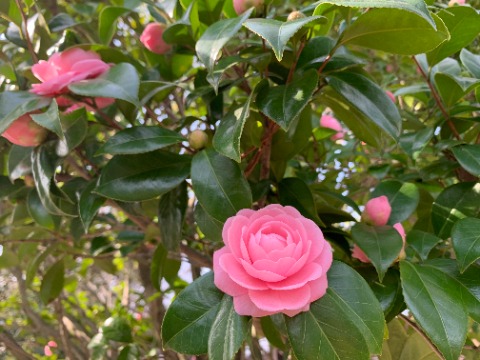 この花も大好きなんですが、先日もう終わったのかと思っていたら、今日たくさん咲いているのを見つけました。 もう何回目かのご紹介ですが、椿の栽培種、ヌッチオズパールです。