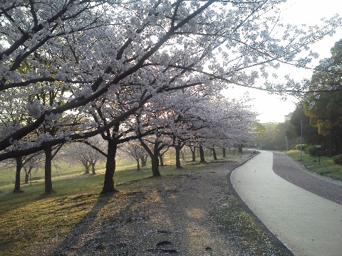 だいぶ前の春日公園で枝だけの桜を写したのと同じポイントでの今日の桜です.土日の雨にも負けず,まだ満開と言えそうな咲き具合です.