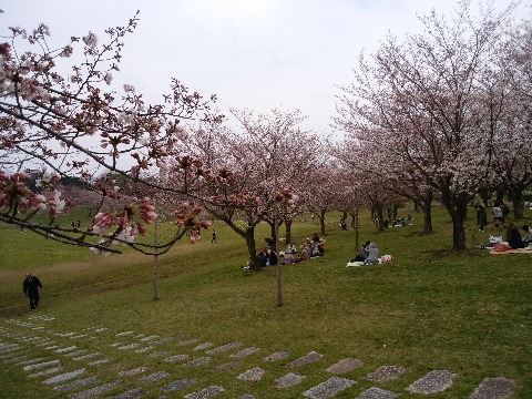 桜そのものは,まだ5,6分咲きといった感じですかね.