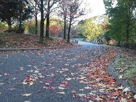 春日公園も秋真っ盛り．落ち葉がきれいです．