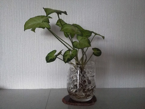 我が家のささやかなグリーン，シンゴニウムです．長らくパソコンラックの上にいたのですが，ちょっと大きくなってきたので，最近リビングに進出しました．