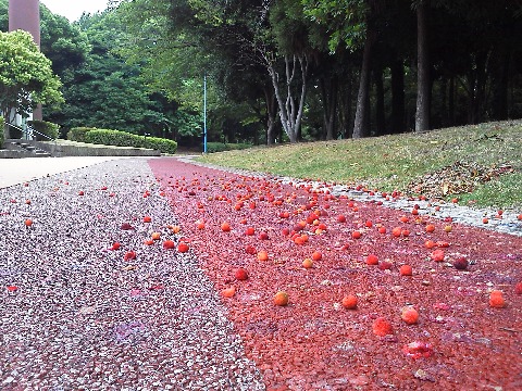 先日ご紹介した春日公園のヤマモモですが,勇気ある皆さんが味見されたそうなので,言い出しっぺの私が知らん顔もできまいということでチャレンジしてみました.甘酸っぱいというか酸っぱ酸っぱいというか・・・ さすが野趣に富んだ味ですね.ちなみに,これはヤマモモ科,桃はバラ科で,全く別物なんだそうです.