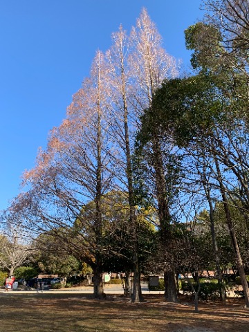 さてこの写真も、先日とは別の樹ですがメタセコイアです。　青空をバックにして梢にお日様が当たっていると、先日とはまた少し印象が違いますね。