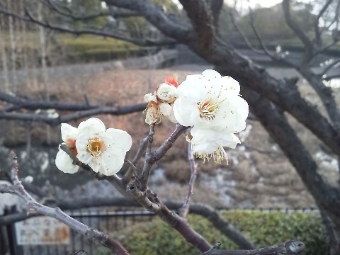 春日公園で，先日とは別の白梅がきれいだったので写してきました．