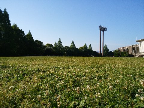 足下では、クローバー(シロツメクサ)が昨日の雨の名残かはたまた朝露かしっとりと濡れていました。ラン仲間に四つ葉のクローバーを見つけるのが得意な人がいますが、四つ葉の確率は1/10,000くらいらしいです。よく見つけますよね。