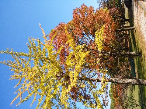 この写真は、もちろんそんなカメラではなく、ありきたりのスマホで写したものです。 秋の青空を背景にした黄葉・紅葉がきれいでした。