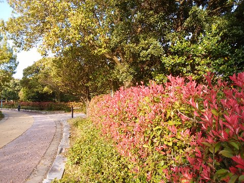 公園では、ベニカナメモチ(紅要黐)の新芽が朝日に輝いています。