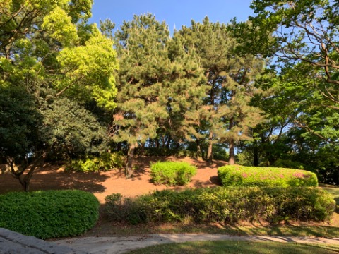 春日公園は全体的に緩やかな起伏があるのですが、この赤松の向こうあたりがたぶん最高地点です。一応頂上!ですかね。