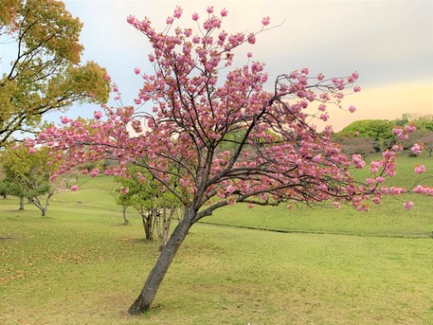 まあそんな愚痴よりサクラです。１本だけある八重桜。ぼってりした花をたわわにつけています。ソメイヨシノが散って周りが緑になると俄然存在感を示します。ある思い出から、私の中ではサクラモチの木と呼んでいます。
