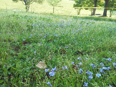 春日公園の,スミレかな?と思われる花の群生です.こんな小さな花でも近くで見るときれいですよね.