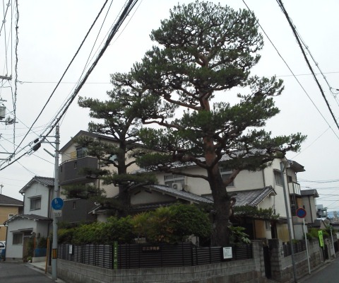 コース沿いには,花だけでなく大樹もあります.これは広島市保存樹になっているクロマツです.