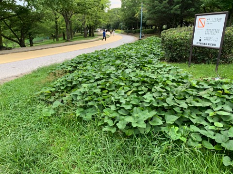 周回路脇の花壇で(たぶん)サツマイモの葉が茂っています。先日のヒマワリ花壇の隣です。見た目はこっちのほうが地味ですが、実益はこっちでしょうね。