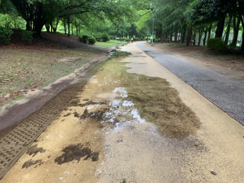 春日公園の周回路も、本来かなり水はけは良いはずなのですが、さすがに一部はこんな状態でした。