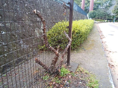 周回路の距離表示スタート地点には金網のアーケードがあり、ツルバラがツルを伸ばしていました。それがご覧の通りばっさり。ほかにも何本かあるのですが、ほぼ同様です。園芸は素人なのでよくわかりませんが、きっとこれも樹勢を回復するための剪定なんでしょうね。 というのも、向こうに見えるツツジも、去年だったか幹しか残ってないような状況から今の姿に復活しましたからね。きっと大丈夫でしょう。