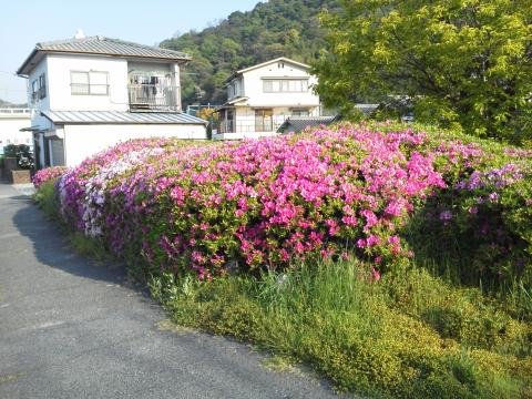 黄金山裾野周回コースでも,この通り満開です.