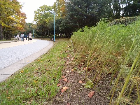 ただ周回路脇のコスモスは、せっかくここまで大きくなったのに、台風の風のせいでしょう、ご覧のように傾いてしまいました。でも、コスモスって案外強くて、真横になってもまた花を持ち上げてくれますからね。ここもきっと大丈夫でしょう。