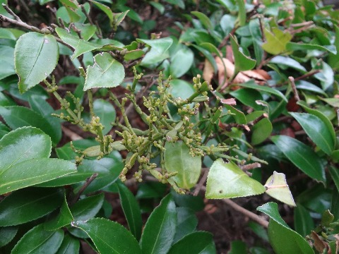 この写真の中央のトゲトゲした植物はヒノキバヤドリギです．これは，周りに見えるサザンカ（かな？）に寄生しているんですよ．丸いつぶつぶがたくさん付いているのが実です．