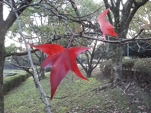 公園内の木々もだいぶ落葉が進んできて，木によっては，オー・ヘンリーの「最後の一葉」ではないですが，最後の二葉とでもいうような状況もあります．