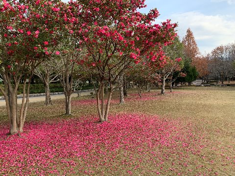 こちらは、毎年似たような写真をアップしていますがいかがでしょう? 山茶花の花は、咲いている時はもちろん地上に散ってしまった後でもなお我々の目を楽しませてくれます。