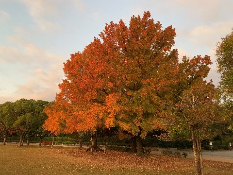 マイナーな本の写真ばかりではクレームが来るかもしれないので、春日公園から朝日を浴びて鮮やかさを増した台湾楓のあで姿をどうぞ。