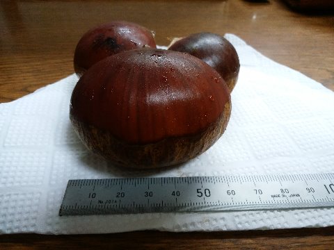 なかなかでっかい栗もゲットできました。銀寄(ぎんよせ)という品種です。右奥の黒っぽいのは利平。栗の王様とも言われて、天津甘栗と和栗の掛け合わせなんだそうです。