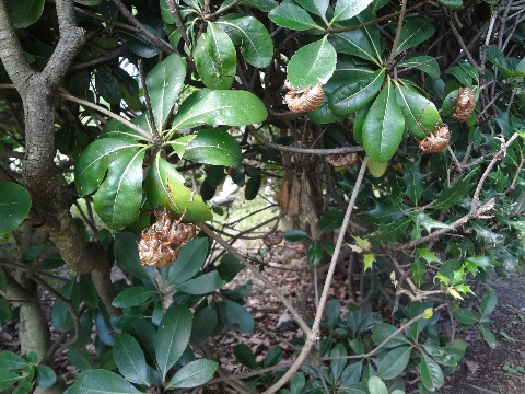 自然かんさつ会では,植物だけでなく鳥や昆虫も対象です.ただ,虫は苦手という人もおられますからねえ.このくらいの写真なら大丈夫でしょうか? セミ(たぶんクマゼミ)の抜け殻がたくさんありました.この木がお気に入りなのか,数十個がくっついていました.次回はクモの写真かも?