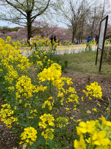 桜のピンクとの組み合わせもきれいですね。