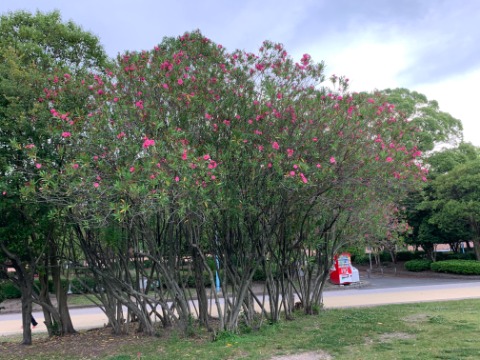 さて夾竹桃（キョウチクトウ）がピンクの花をつけています。　被爆焼土にいち早く咲いた花として原爆からの復興のシンボルとなり広島市の花に指定されました。