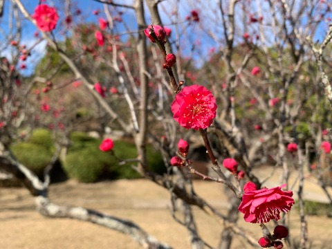 先日の白梅に続いて、今日は紅梅です。 これは周回路沿いではなくて、ちょっと引っ込んだところにあります。
