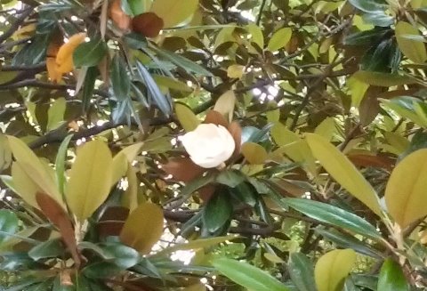 タイサンボク(泰山木)の花が咲いています。別の樹ではもう盛りを過ぎたようですが、周回路のそばの樹ではつぼみが開き始めたところでした。これでもソフトボールくらい大きいのですが、高いところにあるので気づかれにくいかな。