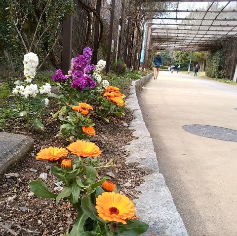 周回路のたっち花だんでは、春の花々が咲いていました。