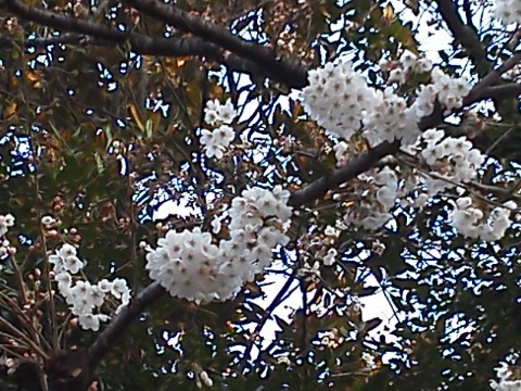 春日公園にはあちこちに桜がありますが，その中で先頭を切って咲き始めた樹はこんな感じです．一方まだ全然咲いていない樹もあります．ただ昨日と今日でも違いが分かるほど開花が進んでいるのは確かです．花見のベストは今週末？それとも来週末？