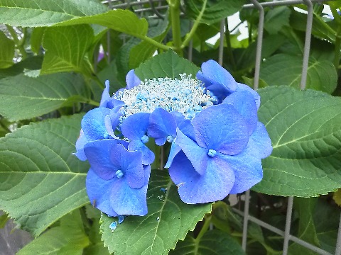 これは公園への途中のガクアジサイ(額紫陽花).形がちょっと変わってて面白いなと思いました.