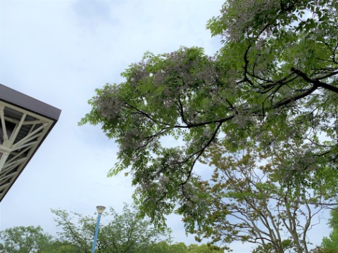 Facebookの「過去のこの日」で栴檀の花がこの時季だったのを思い出してチェックしてみると、ちゃんと咲いていました。アップで見ると薄紫色の可愛い花なんですが、遠くからだと目立ちにくいですよね。