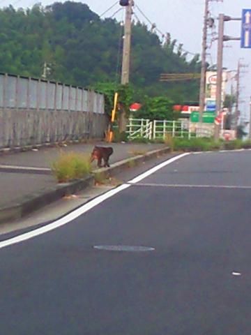 高速の高架上の橋で猿と遭遇走る抜けるときに横目で見たら意外と大きい猿だった。