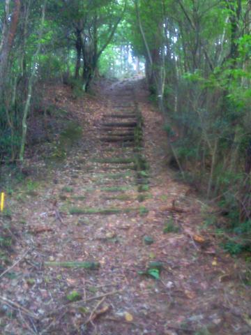 今日はトレイルっぽい・・・と思ったらコースの大半がこんな階段でした。