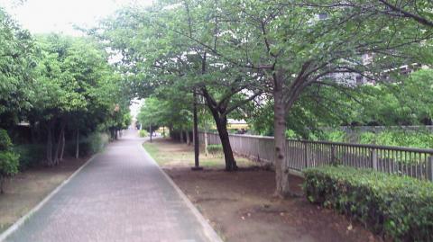 住吉公園北の川沿いも走りやすい
