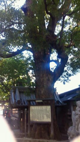 立派なくすの木