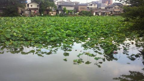 ハスの群生