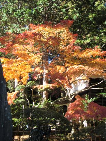 まだ、紅葉も残ってました。