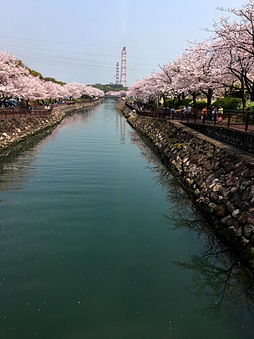 平和記念公園の桜は満開。 定番の写真。