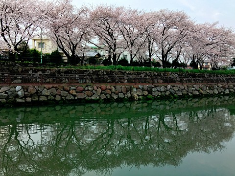 お花見ラン
