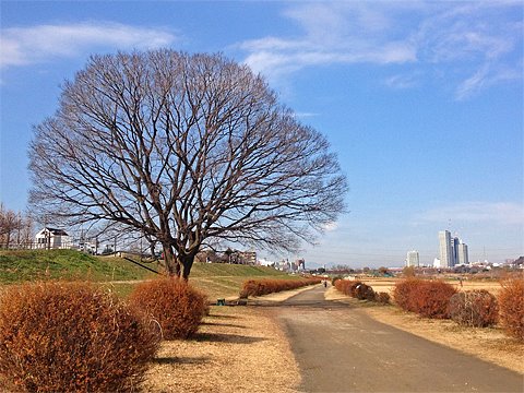 木の神様にも初詣。