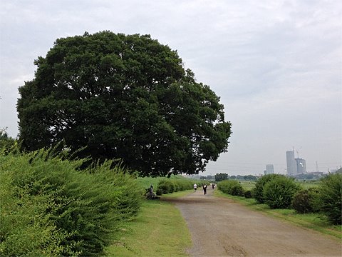 週一ジョグ
