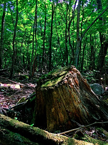 苔むした切り株